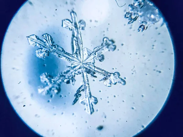 Snowflake Ice Crystal Stellar Dendrite Microscope — Stock Photo, Image