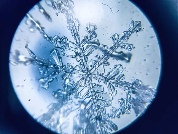 Kartanesi kristal kristal dendriti mikroskop altında.