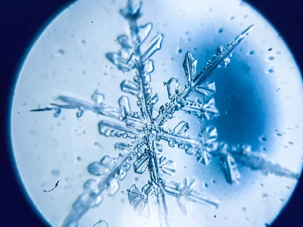 Kartanesi kristal kristal dendriti mikroskop altında.