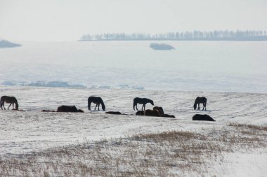 Güzel doğal sahne. Karlı dağ yolunda giden vahşi kırmızı at sürüsü. Kış mevsiminde vahşi atlar.
