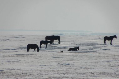 Güzel doğal sahne. Karlı dağ yolunda giden vahşi kırmızı at sürüsü. Kış mevsiminde vahşi atlar.