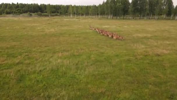 Червоні Олені Природному Середовищі Дикі Тварини Крупним Планом — стокове відео