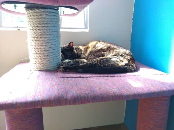 Nuestro Gato Tortuga Tomando Sol — Foto de Stock