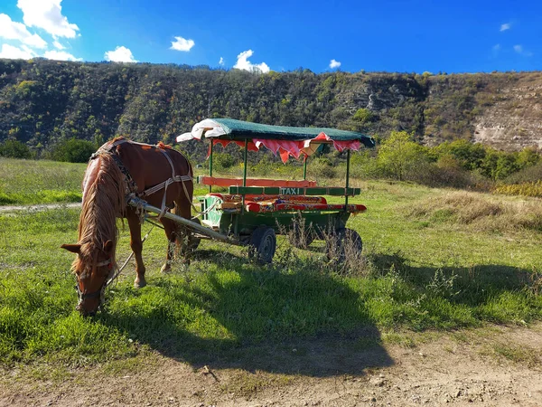 Güzel Bir Tepeye Park Edilmiş Açık Kahverengi Bir Atı Olan — Stok fotoğraf