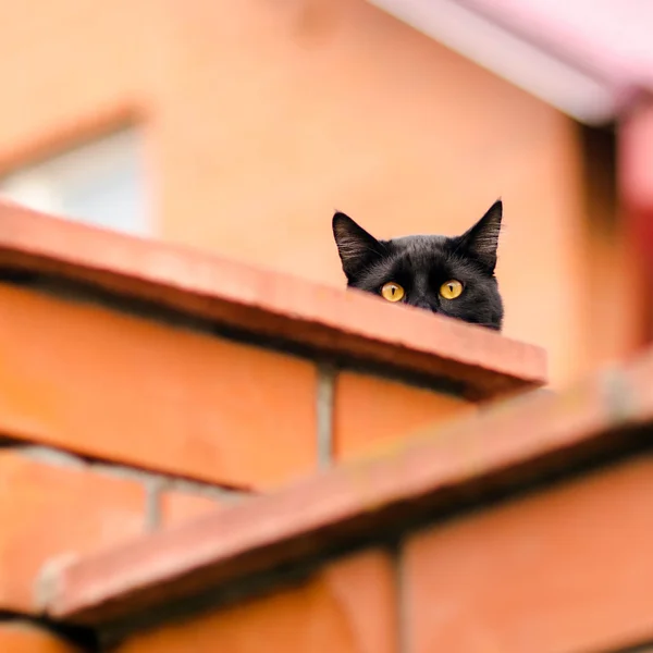 Schwarze Katze lugt hinter der Wand hervor — Stockfoto