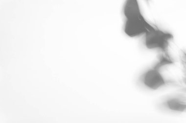 Beyaz bulanık arkaplan. Yaratıcı tasarım için gölgeli açık arkaplan. Duyurular için yüzeye çıkın. Uzayı sol taraftaki metin için kopyala. Reklam kavramı.