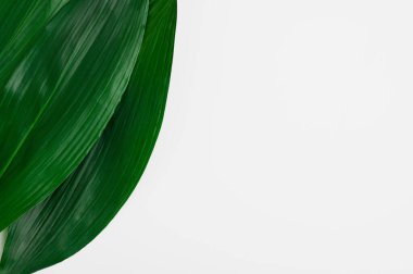 Large green leaves of a palm tree on a white background. Tropical greenery frame. Top view, copy space.
