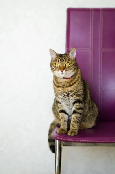 Tabby katt sitter på en stol lila bakgrund — Stockfoto