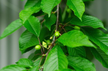 Olgun Kiraz ağacı üzerinde yeşil yaprakları