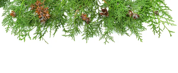 Thuja Zweige Mit Zapfen Isoliert Auf Weißem Hintergrund Kopierraum Grenze — Stockfoto