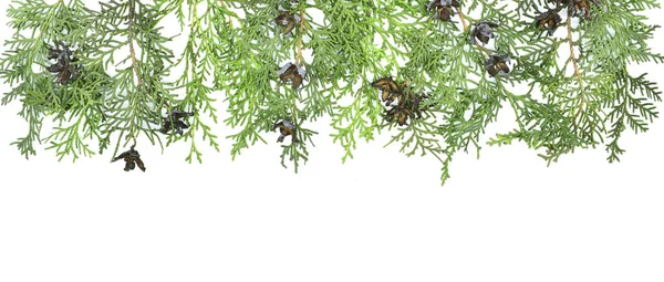 Weihnachtsdekoration Bordüre Aus Grünen Thuja Zweigen Mit Vereinzelten Zapfen Auf — Stockfoto