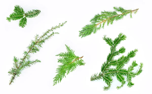 Zweige Immergrüner Nadelbäume Fichte Thuja Und Wacholder Weihnachtsset — Stockfoto