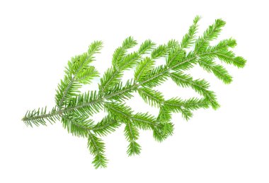 Beyaz arkaplanda köknar ağacı dalı izole.