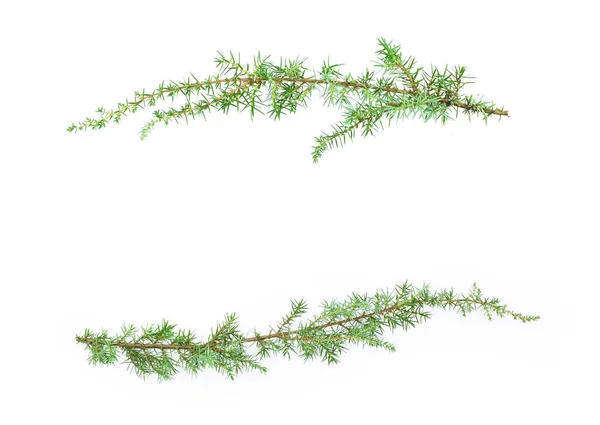 Juniper branches isolated on white background. Copy space. — Stock Photo, Image