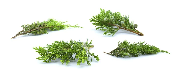 Set von Thuja-Zweigen mit einem Zapfen isoliert auf weißem Hintergrund. — Stockfoto