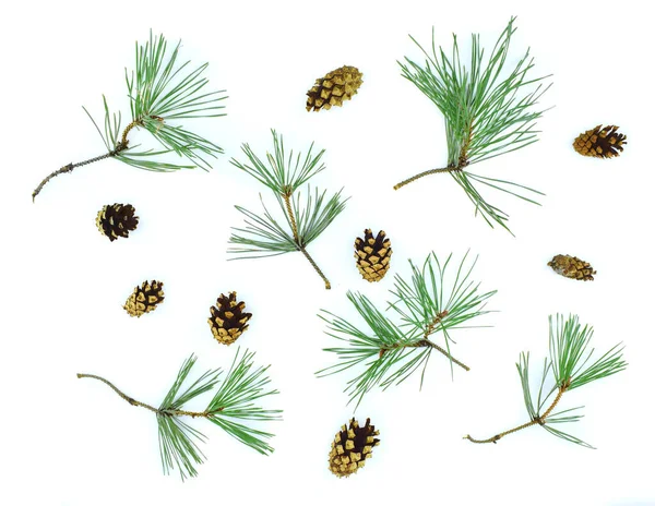 Pine branches and cones on a white background. — Stock Photo, Image