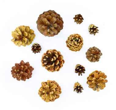 Beyaz arka planda izole edilmiş çam kozalakları. Kış dekorasyonu. Yukarıdan görüntüle.