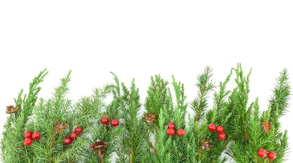 常緑樹の枝にはコーンと赤い果実があります ジュニパー コピースペース クリスマスのコンセプト — ストック写真