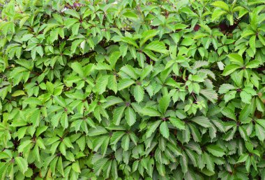 Kızsal üzümlerin doğal arka planı. Partenosissus henryana 'nın yeşil çiti. Vahşi üzümler, yeşil yapraklar, arka plan.