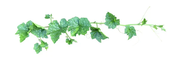 Kürbisrebe Mit Grünen Blättern Und Ranken Auf Weißem Hintergrund Schießen — Stockfoto
