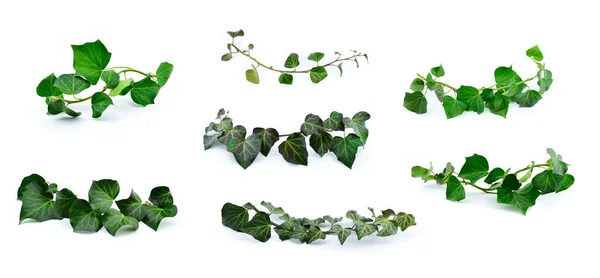 Set Ivy Twigs Green Leaves Hedera Helix Creepers Isolated White — Stock Photo, Image