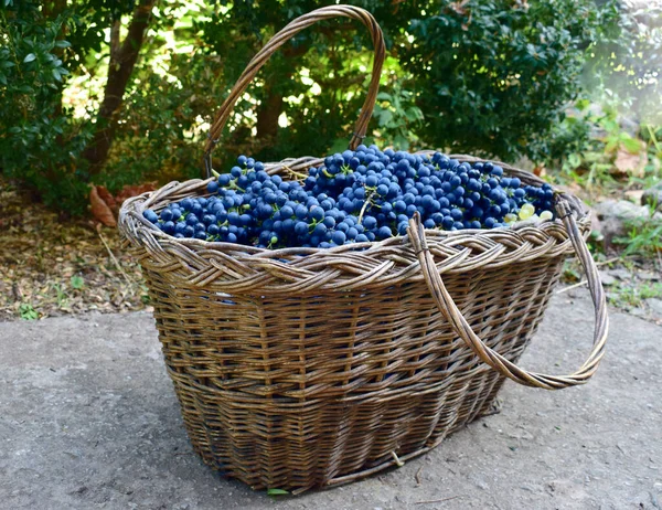 Cesta Vime Velha Cheia Uvas Azuis Escuras Uvas Vinho Tinto — Fotografia de Stock