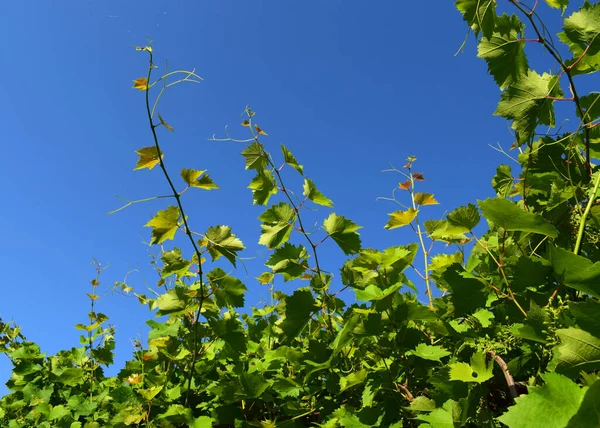 Videira Jovem Vinha Contra Fundo Céu Azul Viticultura — Fotografia de Stock