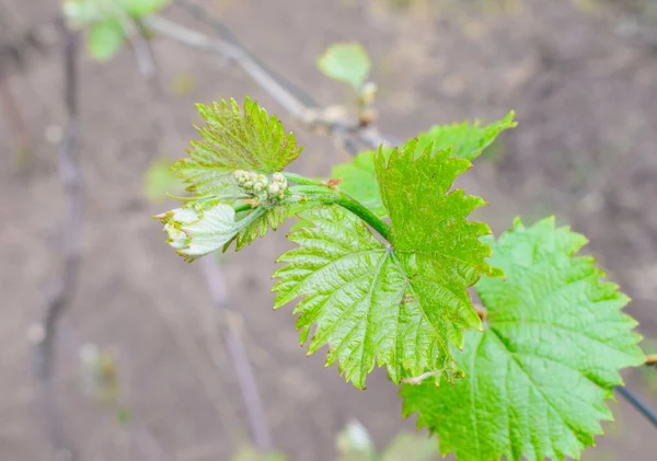 Young grapevine buds and leaves. Young shoot with an ovary of grapes on a natural blurred background. Spring time. — Stock Image Young Grapevine Buds Leaves Young Shoot Ovary Grapes Natural Blurred Stock Photo