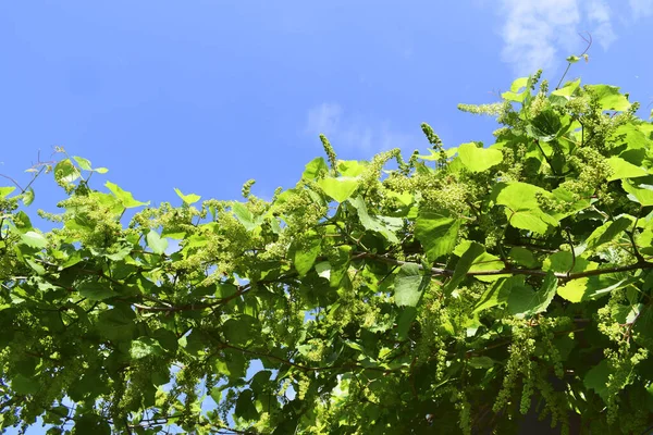 Grapes, flowering vine. Grape vine with young leaves and buds blooming in the vineyard. Spring time. — Stock Image Grapes Flowering Vine Grape Vine Young Leaves Buds Blooming Vineyard Royalty Free Stock Photos