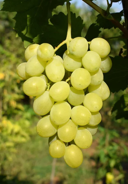 一串葡萄 在葡萄园里成熟的白葡萄 园艺产品 — 图库照片