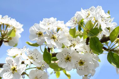 Mavi gökyüzüne karşı çiçek açan armut filizi. Bahar geldi..