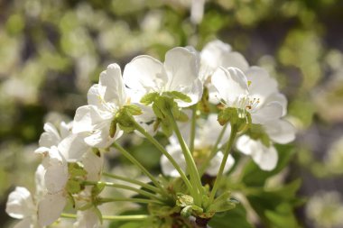 Kiraz çiçekleri. Bulanık bahçe arka planında beyaz çiçekler. Bahar geldi..