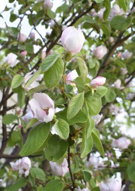 Baharda ayva çiçeği. Nefis soluk pembe çiçekler. Bahar geldi..