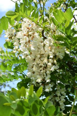 Robinia psödoacia şubesi, sahte akasya, yakın plan siyah çekirge. Yumuşak ve kokulu bal için bir nektar kaynağı.