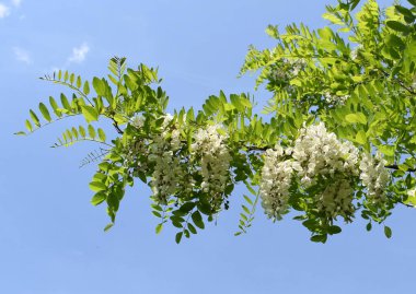 Mavi gökyüzüne karşı robinia psödoacia (kara çekirge, sahte akasya) çiçekli dallar. Bahar geldi..