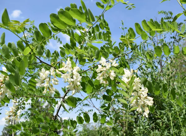 Branch of black locust (robinia pseudoacacia, false acacia) with white flowers. Spring time.