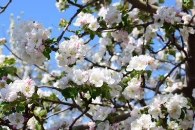 Baharda çiçek açan meyve bahçesi. Mavi gökyüzüne karşı bir elma ağacının çiçek açan dalları. Bahar geldi..