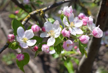 Beyaz, pembe çiçekler ve elma tomurcukları. Bahar bahçesinde çiçek açan dallar. Meyve bahçesinde çiçek açan elma ağacı, yakın çekim. Bahar geldi..