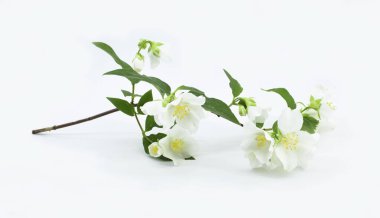 Yasemin 'in beyaz arka planda açan dalları. Bahar geldi..