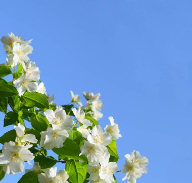 Yasemin çiçekleri, diğer isimler Jasminum, Jasmine Melati, Jessamine, Jasmine Oleaceae mavi gökyüzüne karşı. Boşluğu kopyala.
