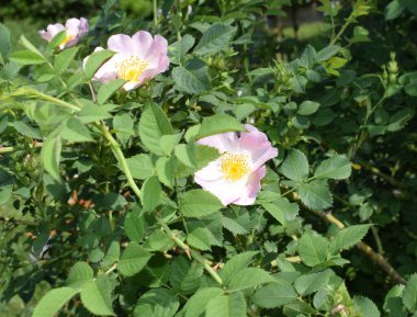 Pastel tonların zarif pembe renginde yabani bir gülün çiçekleri. Dogrose. İlaç bitkileri.