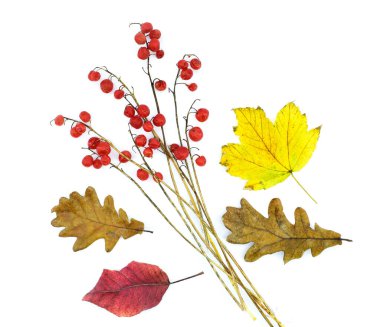 Sonbahar kompozisyonu. Kuru, parlak yapraklar ve vadi meyveleri beyaz bir arka planda izole edilir..