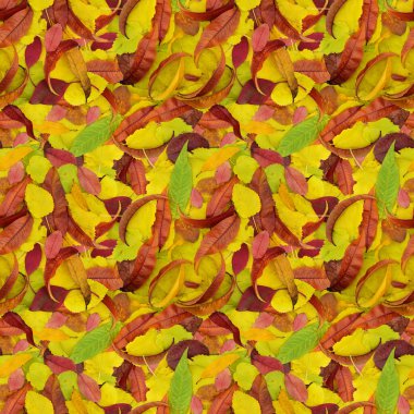 Kusursuz desen. Parlak sonbahar yaprakları. Sonbahar arkaplanı.