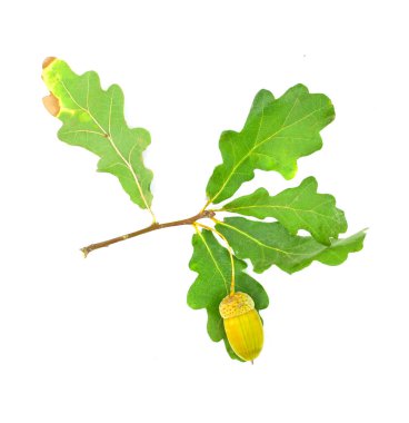 Meşe palamudu meyveli meşe dalı ve beyaz arka planda yapraklar. Tasarım ögesi.