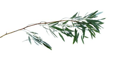 Beyaz arka planda meyveler ve yapraklarla izole edilmiş ağaç dalı. Elaeagnus angustifolia, yaygın olarak Rus zeytini, gümüş dut, oleaster, İran zeytini veya yabani zeytin olarak bilinir..