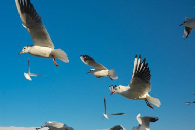 Mavi gökyüzünde dalgalanan martılar.