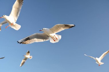 Mavi gökyüzünde dalgalanan martılar..