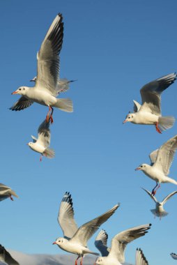 Mavi gökyüzünde dalgalanan martılar..
