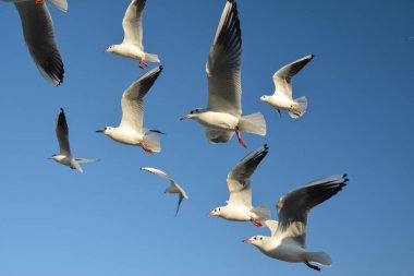 Mavi gökyüzünde dalgalanan martılar..