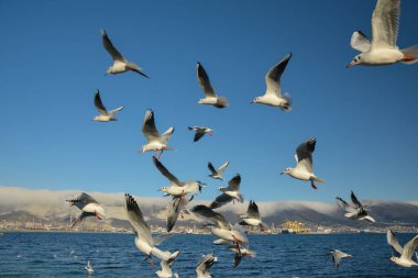 Dalgalanan martılar mavi gökyüzünde süzülüyor kar dağları ve karanlık kış denizi üzerinde. 